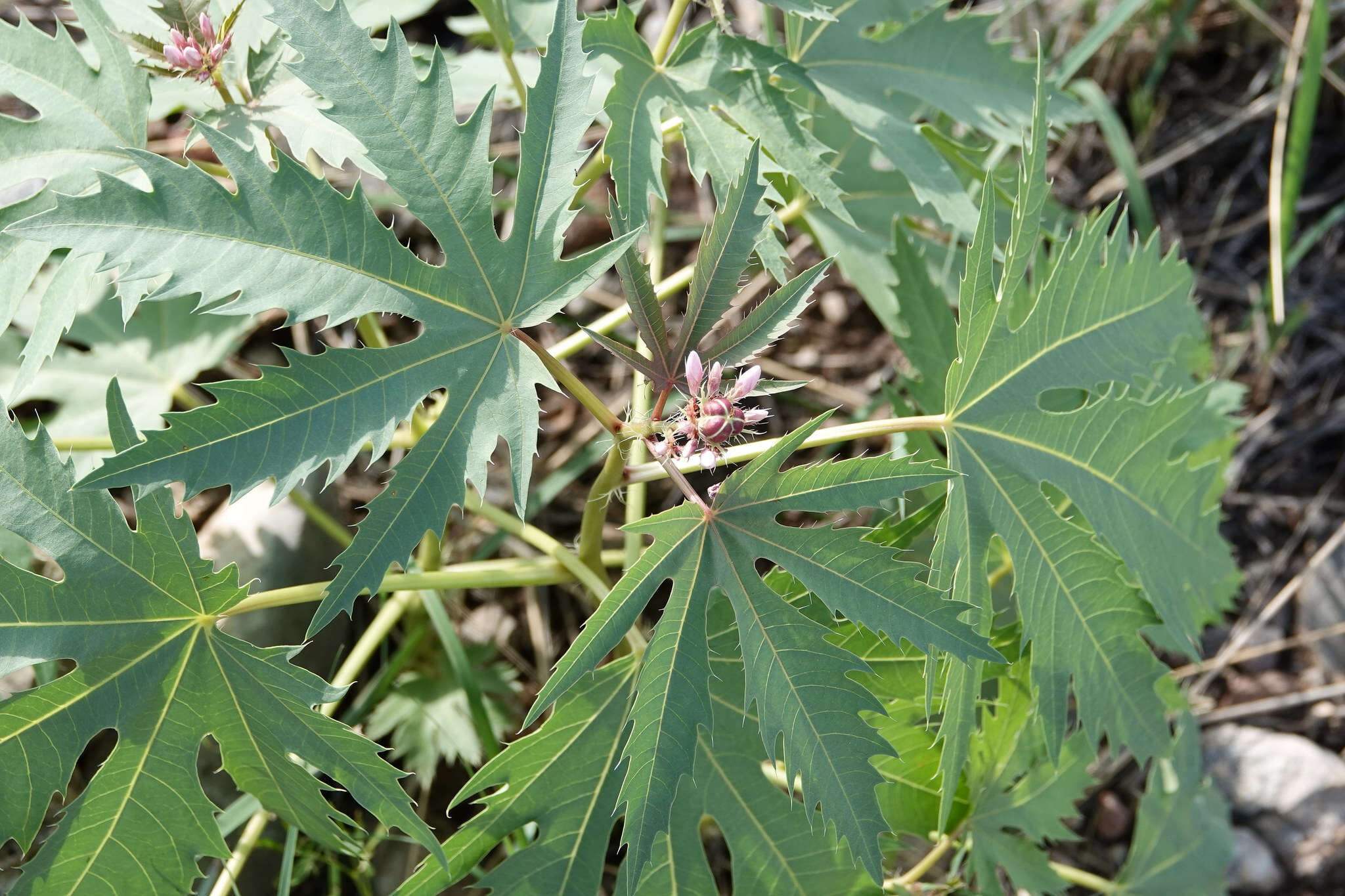 Слика од Jatropha macrorhiza Benth.