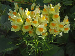 Image of Common Toadflax