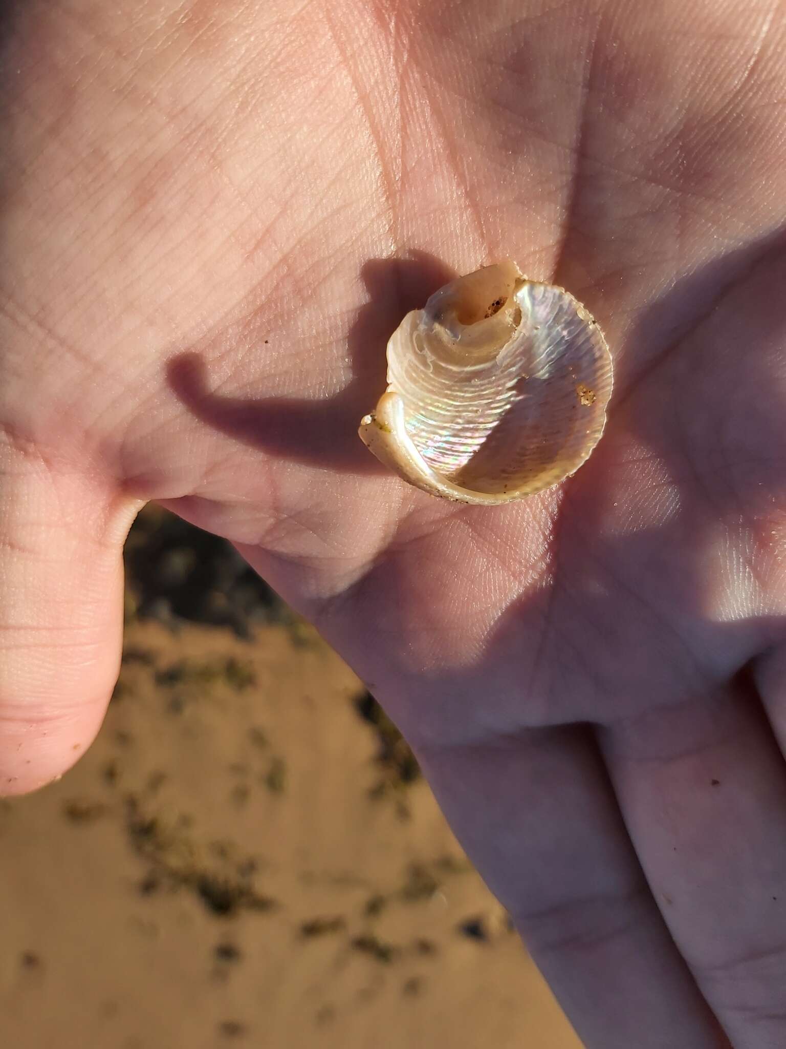 Image of rounded false ear shell