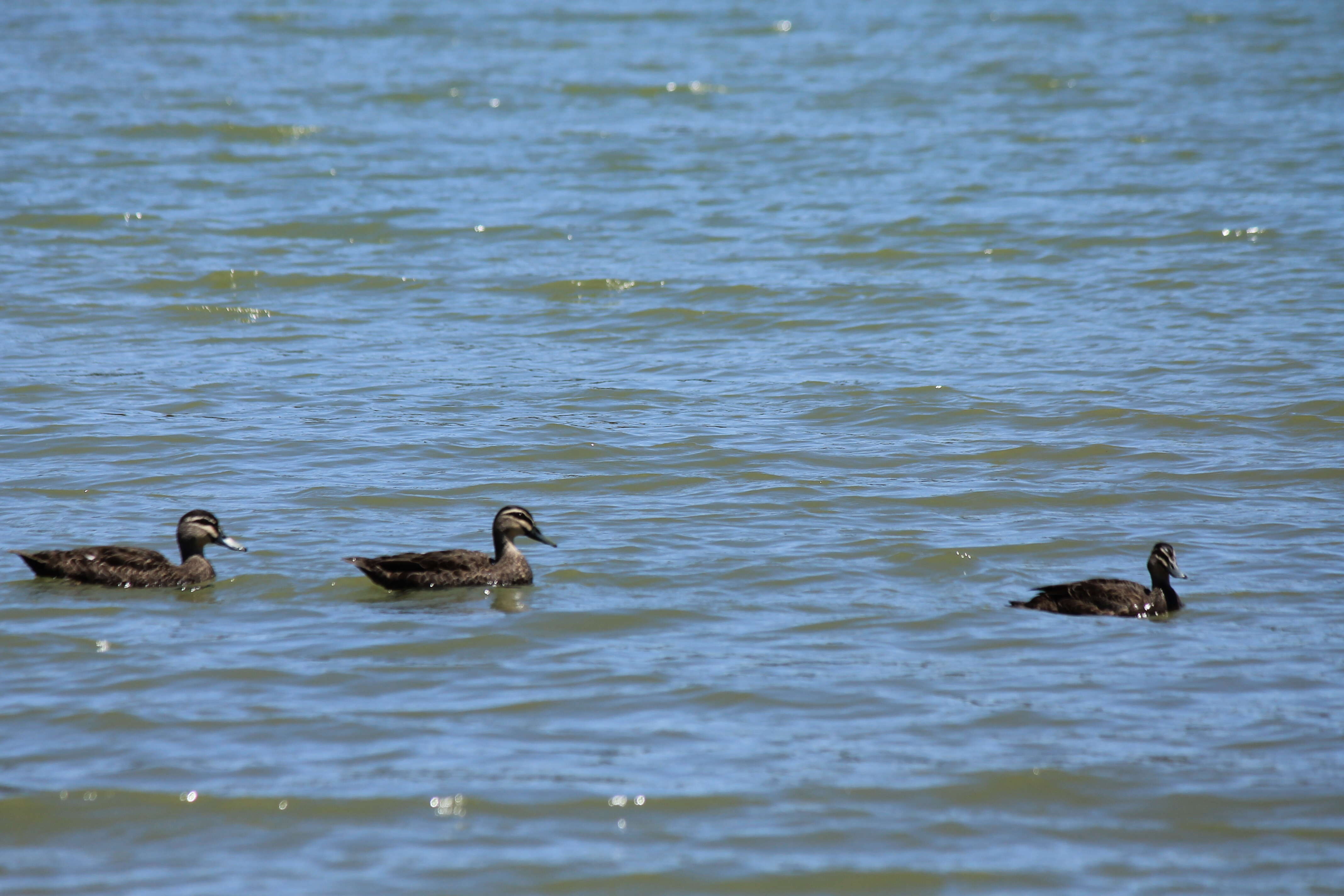 Image of Grey Duck