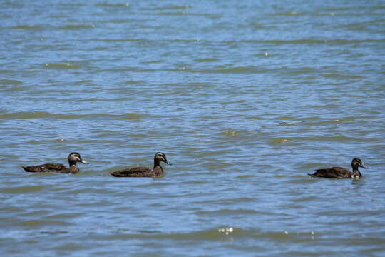 Image of Grey Duck