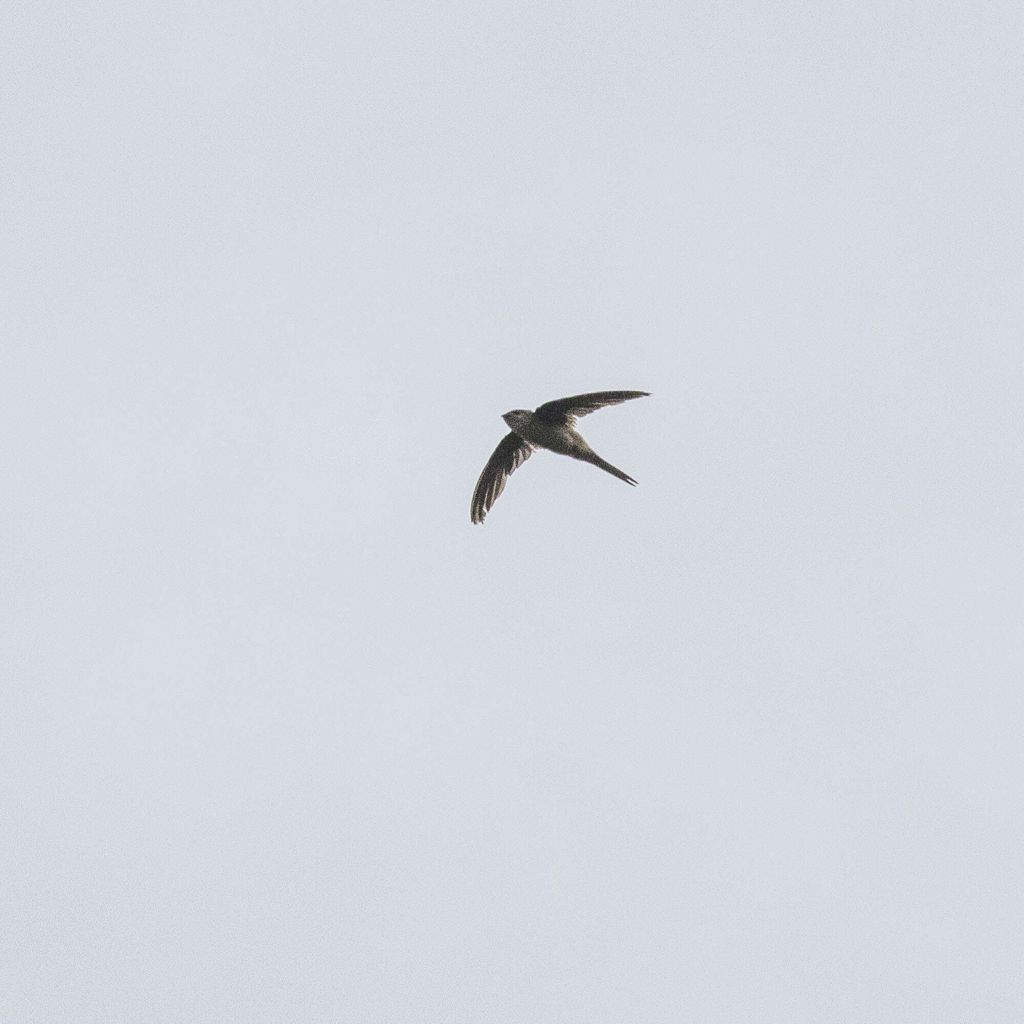 Image of Palm swift