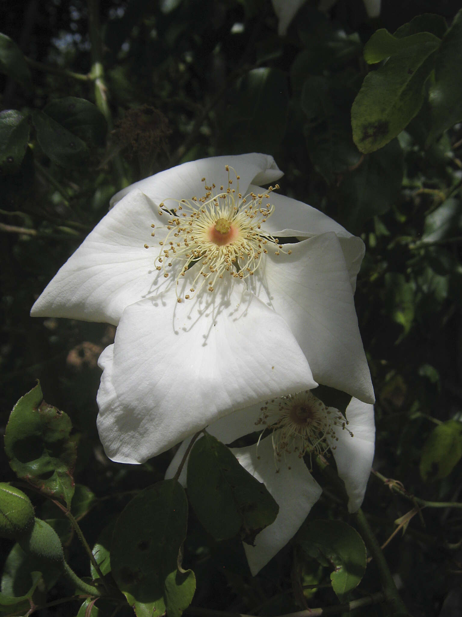 Слика од Rosa odorata var. gigantea (Collett ex Crép.) Rehd. & E. H. Wilson