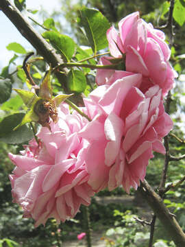 Image of Rosa odorata var. gigantea (Collett ex Crép.) Rehd. & E. H. Wilson