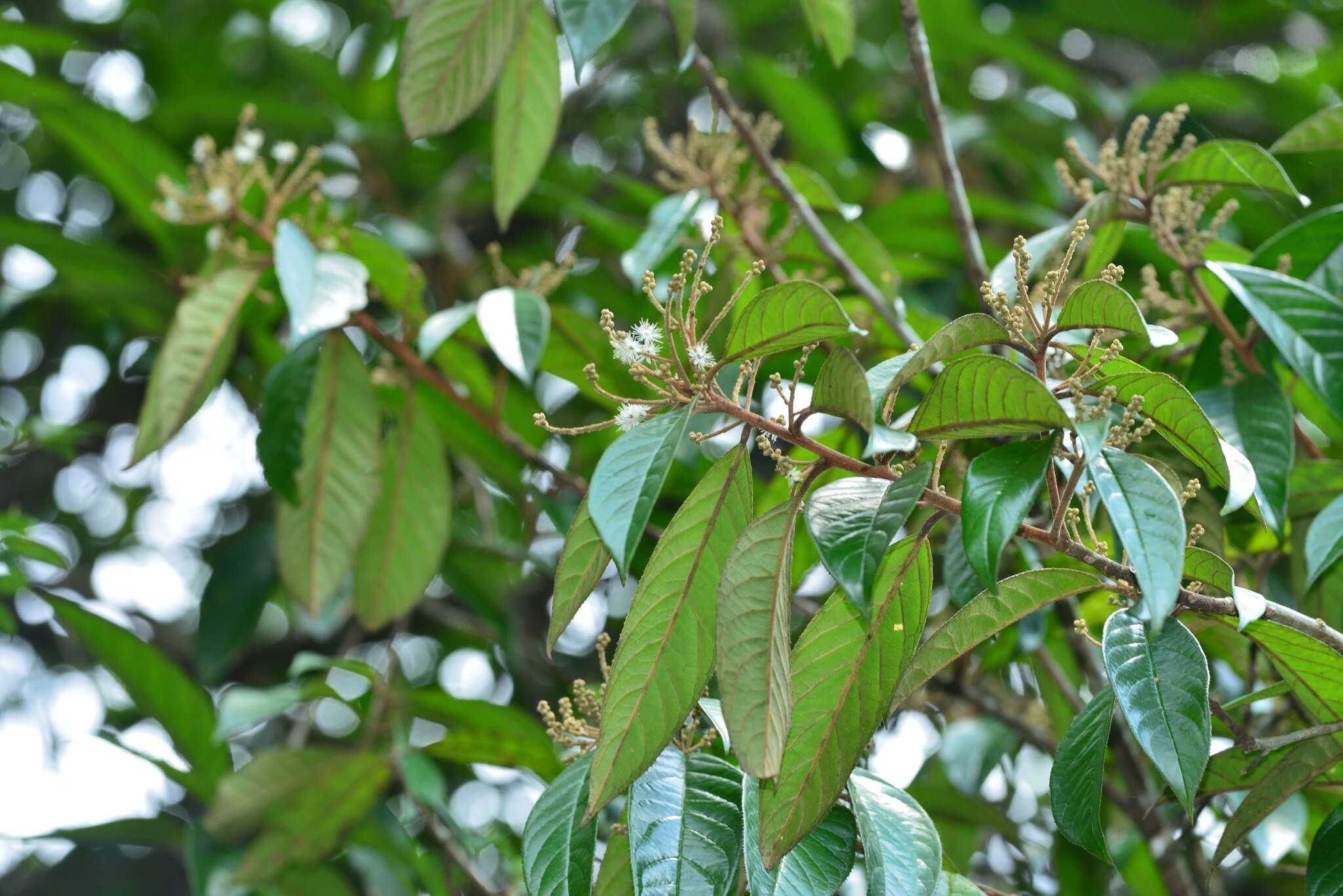 Image of Symplocos cochinchinensis subsp. cochinchinensis