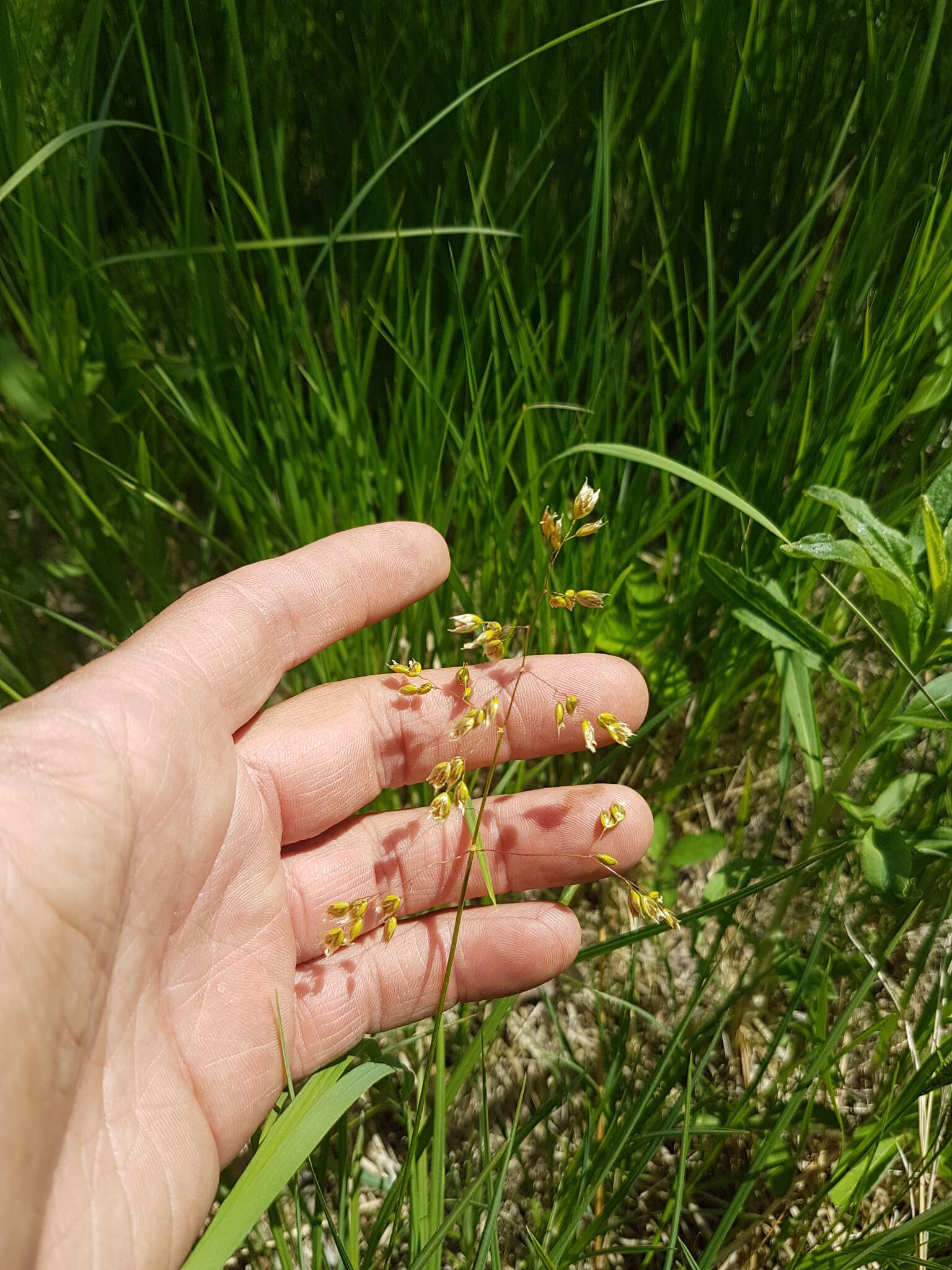 Image of Northern Sweet Vernal Grass