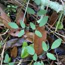 Image of Cooley's meadow-rue