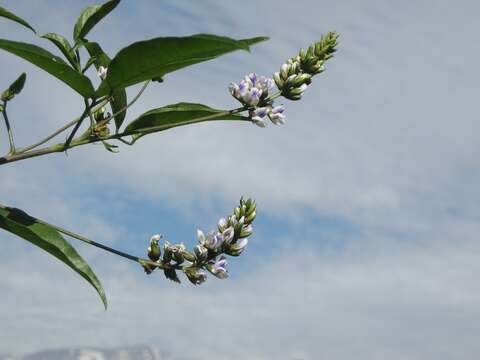 Plancia ëd Psoralea glandulosa L.