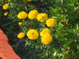 Tagetes erecta L. resmi