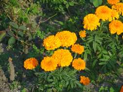 Tagetes erecta L. resmi