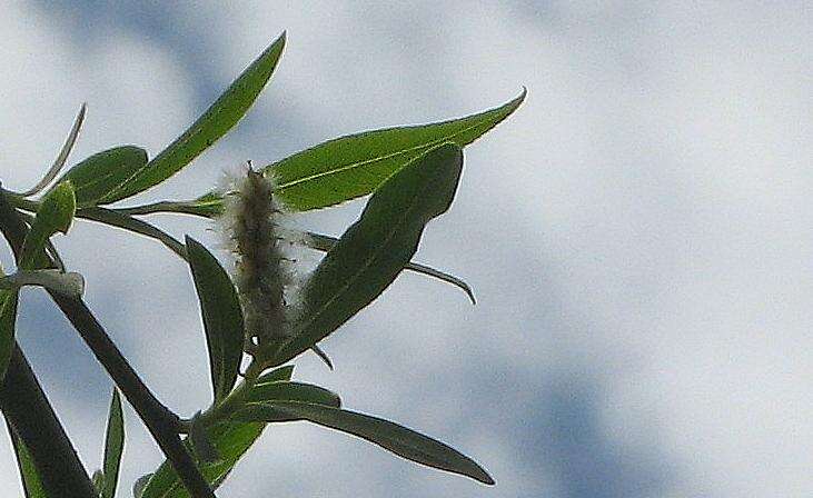 Salix humboldtiana Willd.的圖片