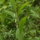 Polygonatum odoratum var. odoratum resmi