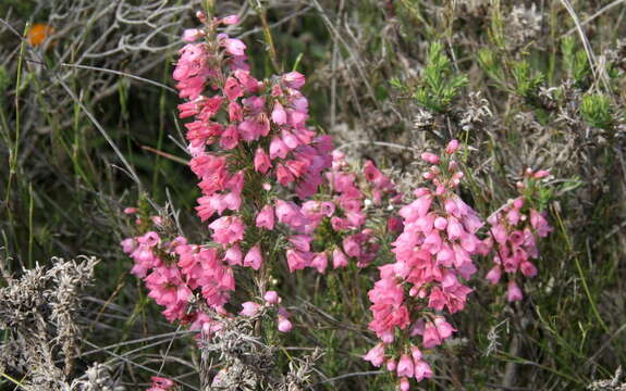 Image of Erica elimensis L. Bolus