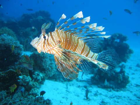 Image of Red lionfish