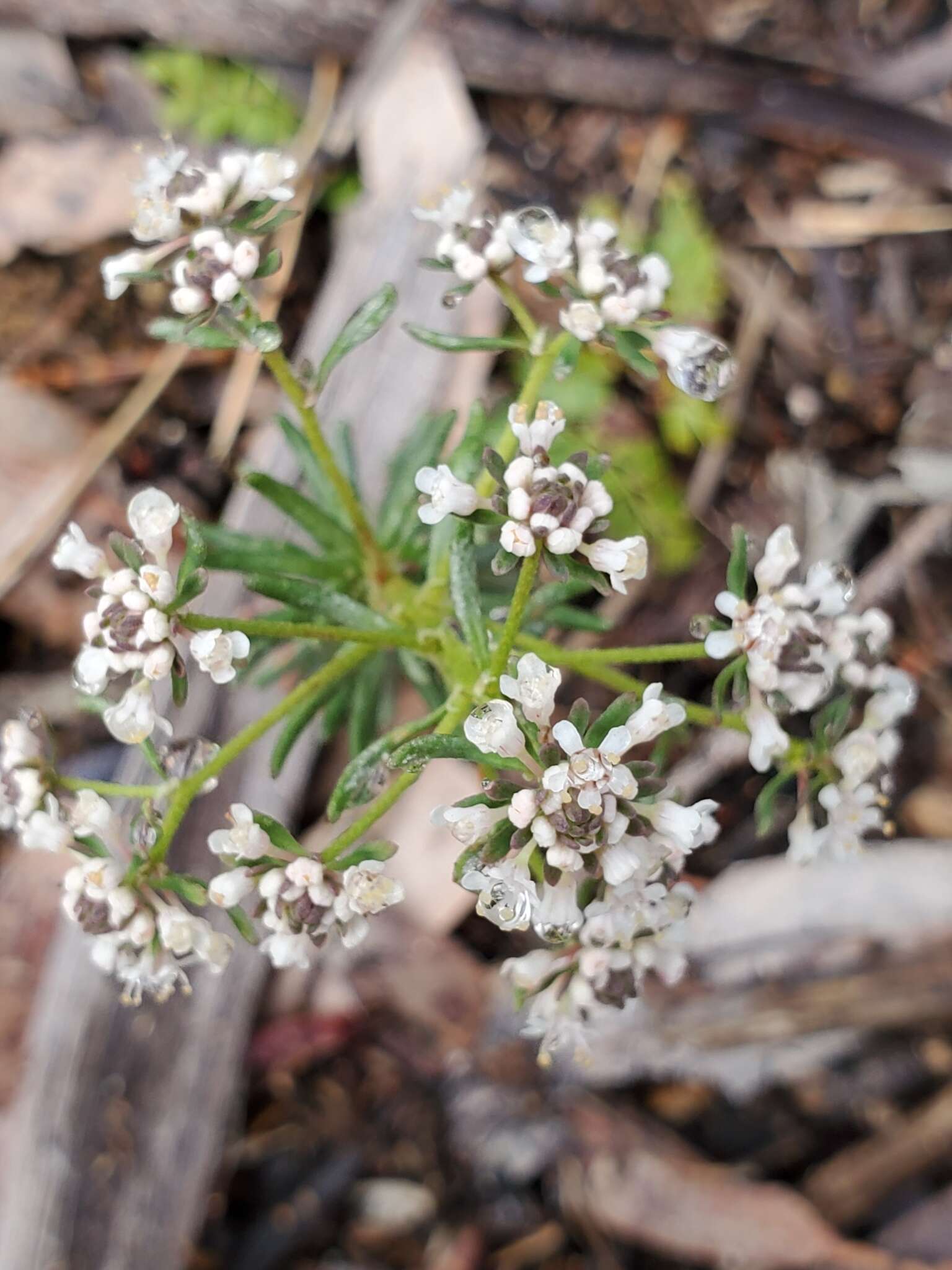 Imagem de Poranthera ericifolia Rudge