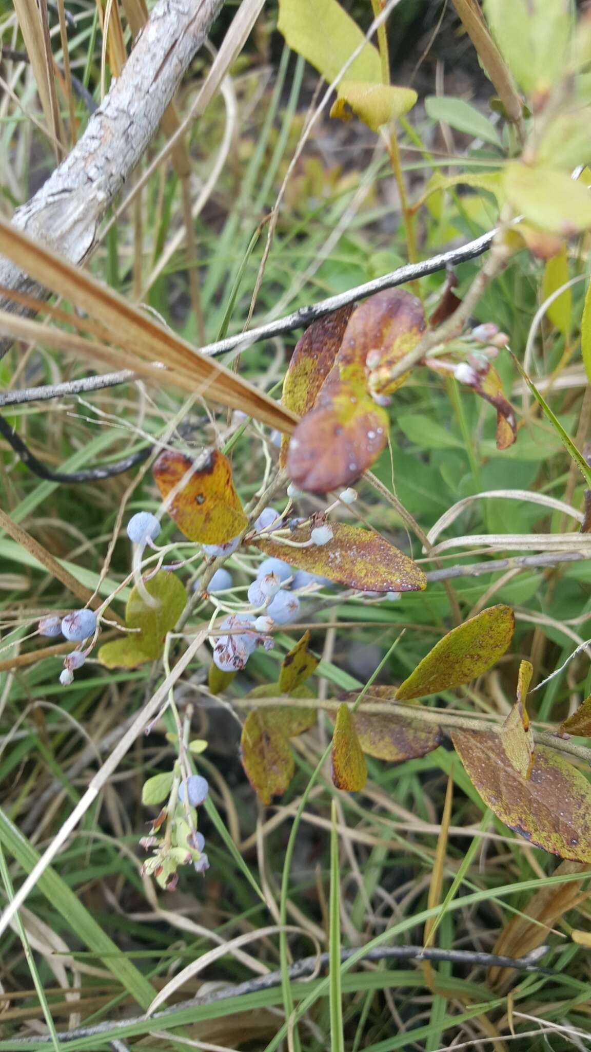 Image of Confederate huckleberry