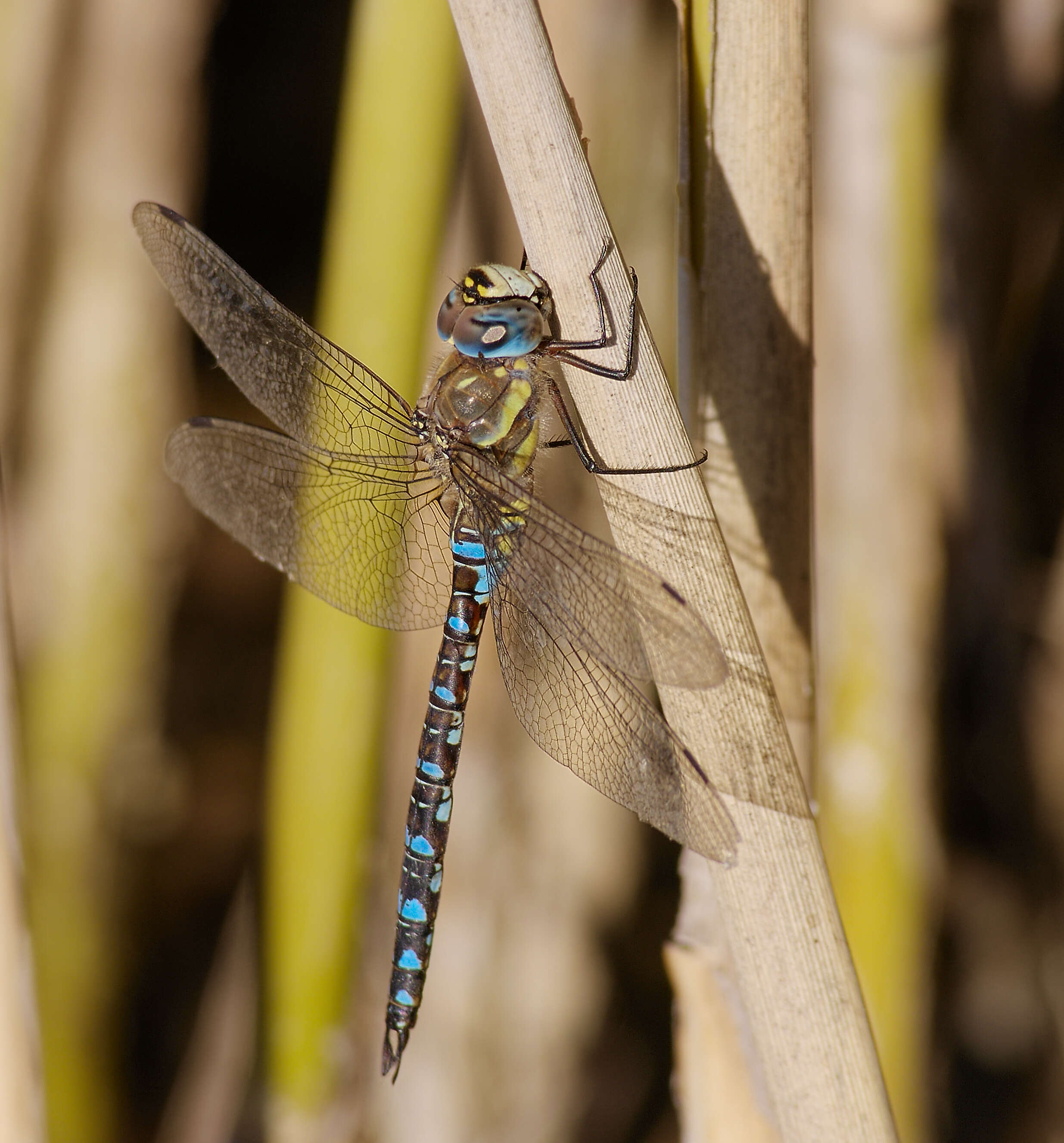 Image of Migrant Hawker