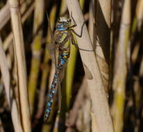 Image of Migrant Hawker