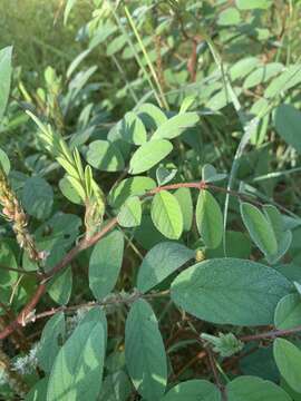 Indigofera astragalina DC.的圖片