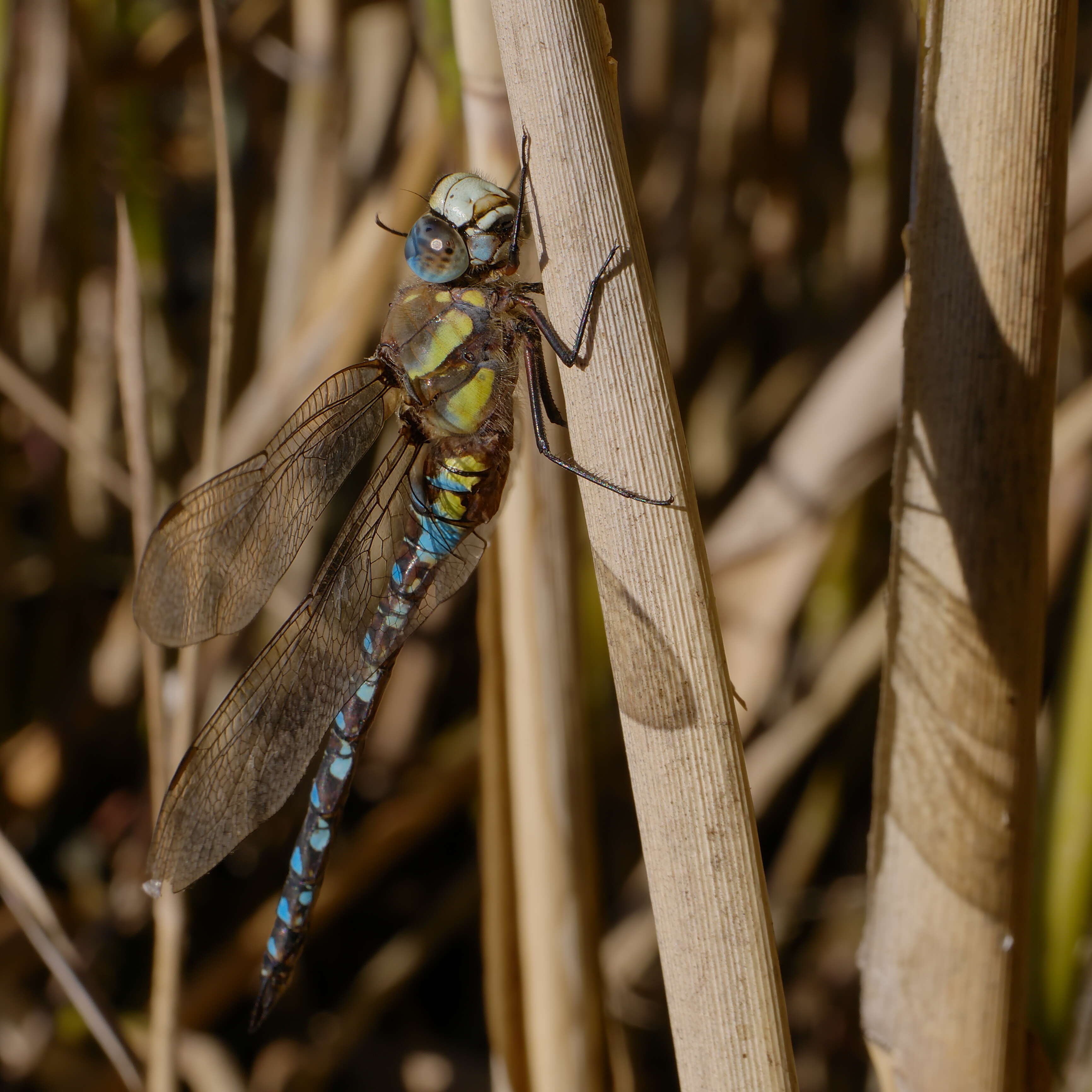 Image of Migrant Hawker