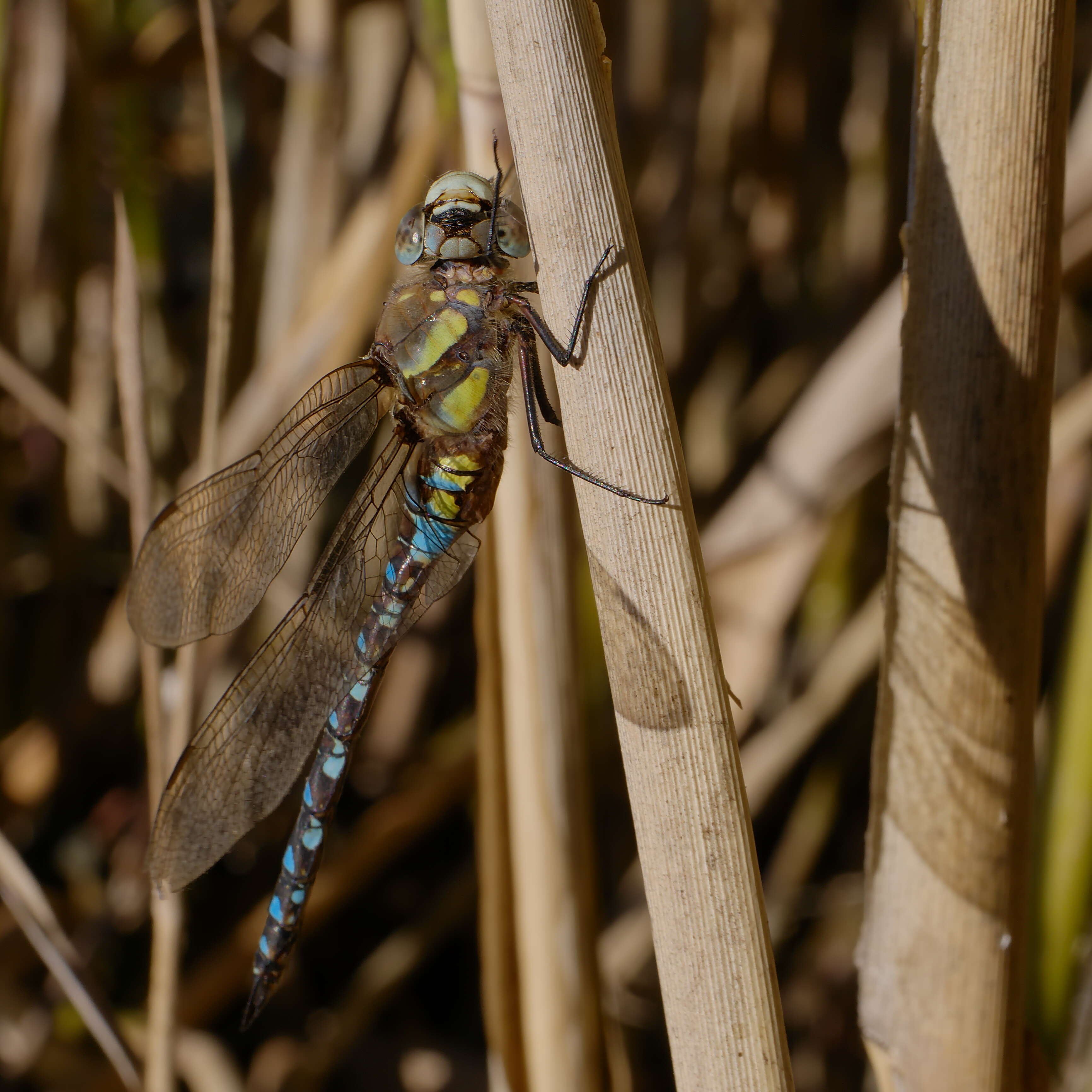 Image of Migrant Hawker