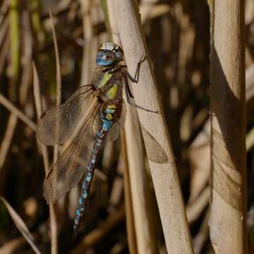 Image of Migrant Hawker