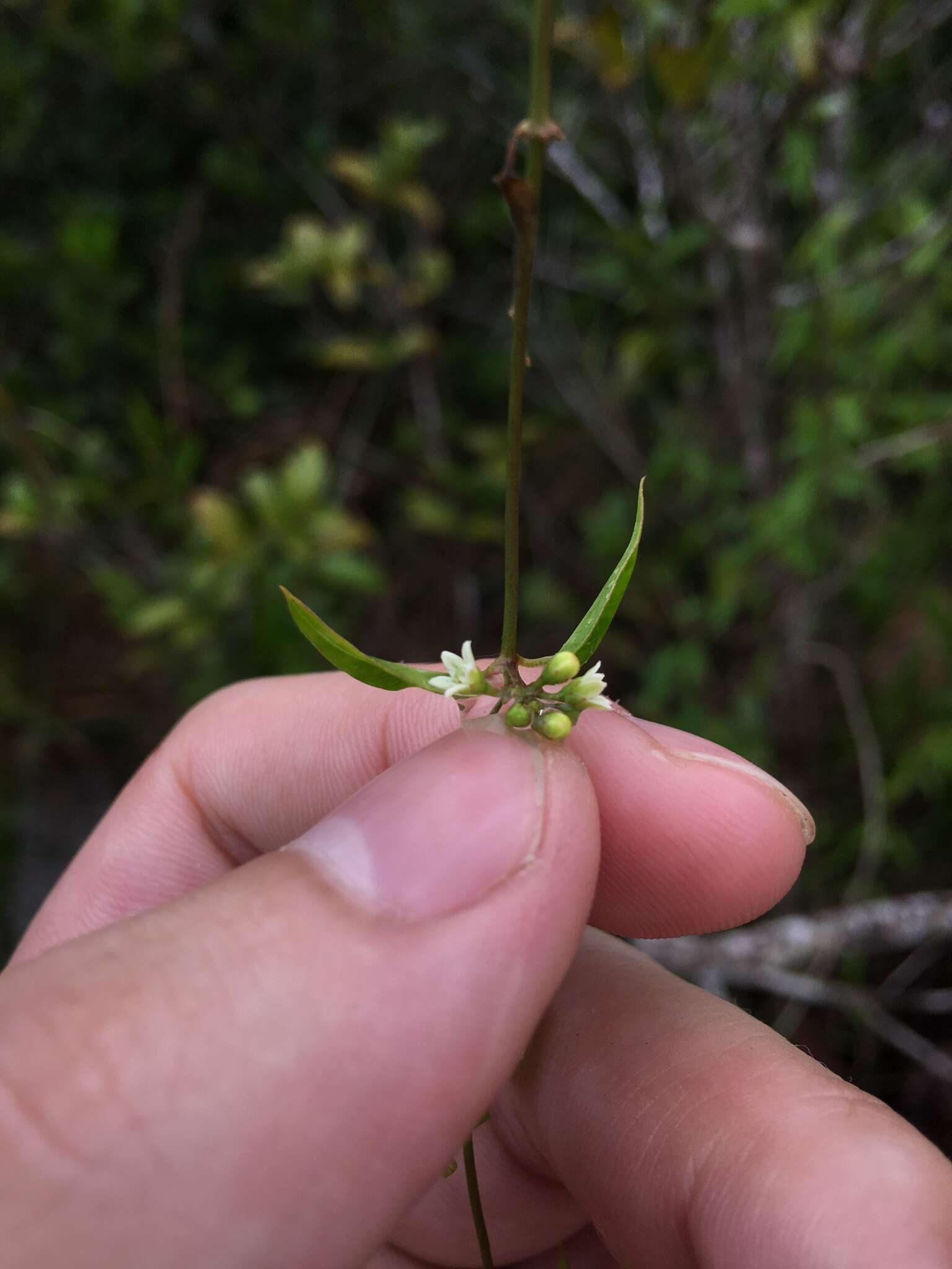 Image de Metastelma parviflorum (Sw.) R. Br. ex Schult.