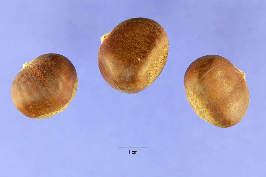 Image of Chinese chestnut