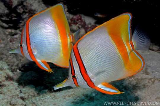 Image of Margined Coralfish