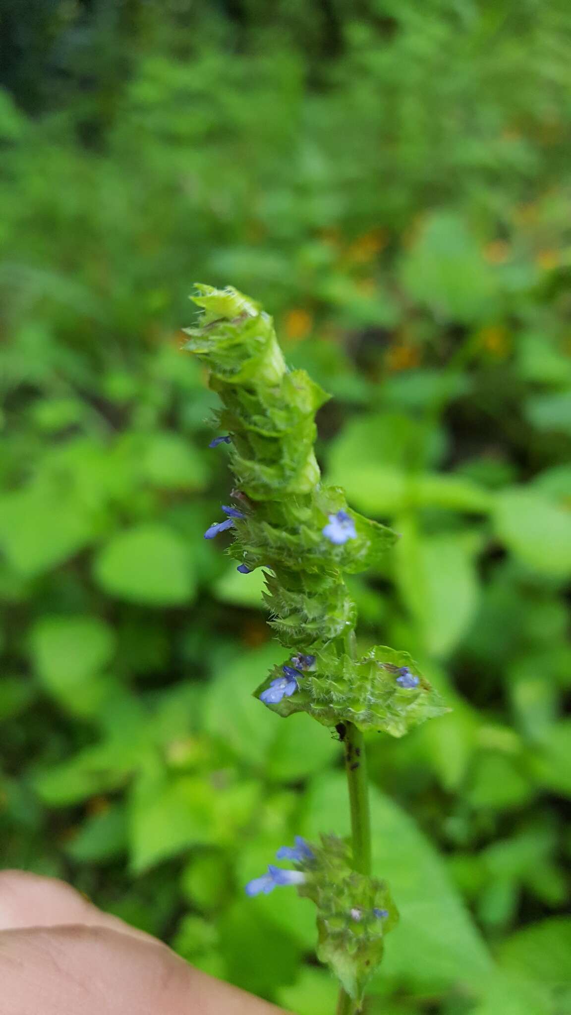 Image of Salvia lasiocephala Hook. & Arn.