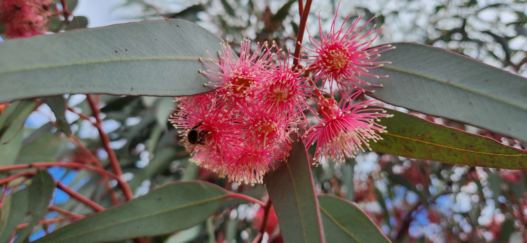 Слика од Eucalyptus torquata Luehm.