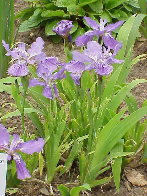 Image of wall iris