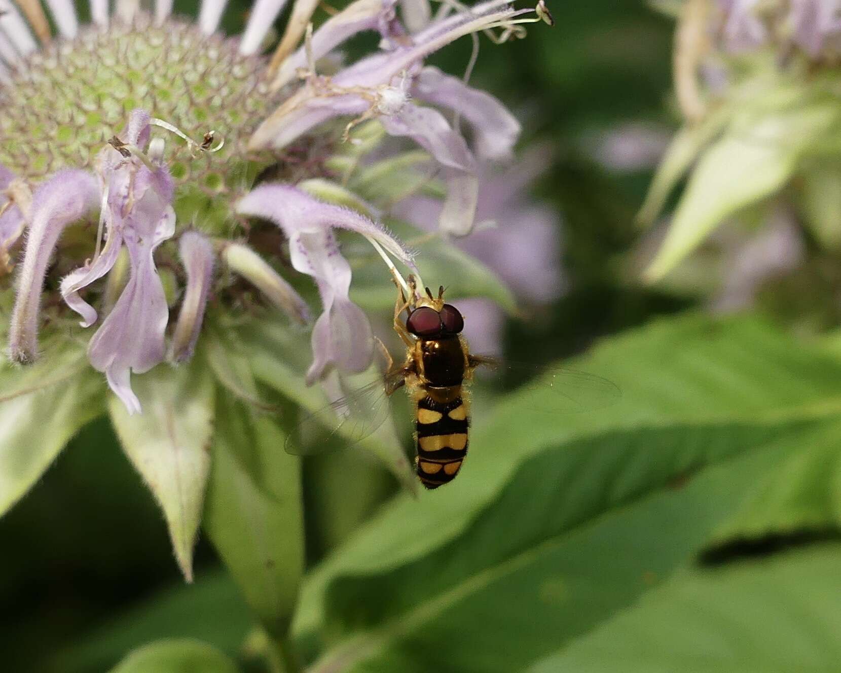 <i>Epistrophella emarginata</i> resmi