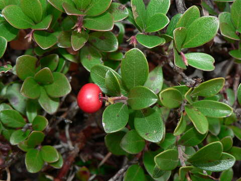 Image of bearberry