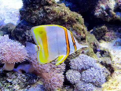 Image of Margined Coralfish