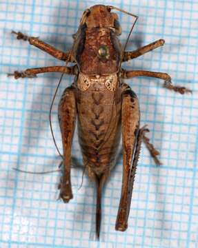 Image of Wart-biter cricket