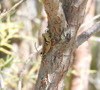 Melanoplus glaucipes (Scudder & S. H. 1875)的圖片