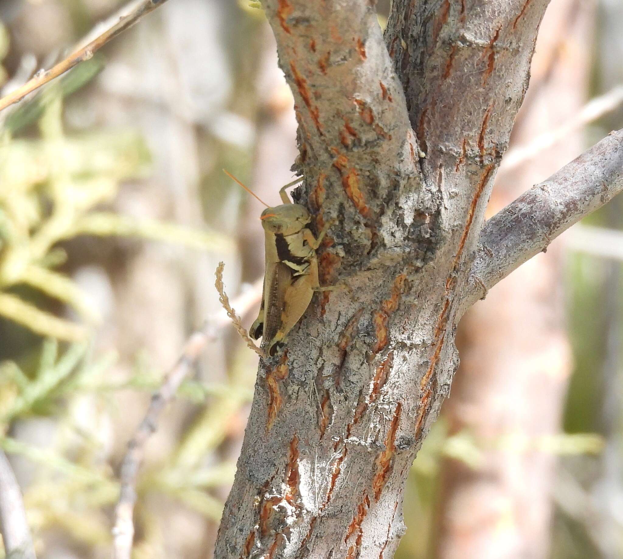 Image of Melanoplus glaucipes (Scudder & S. H. 1875)