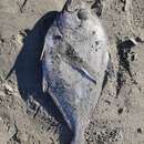 Image of Southern ray&#39;s bream