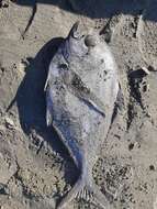 Image of Southern ray&#39;s bream