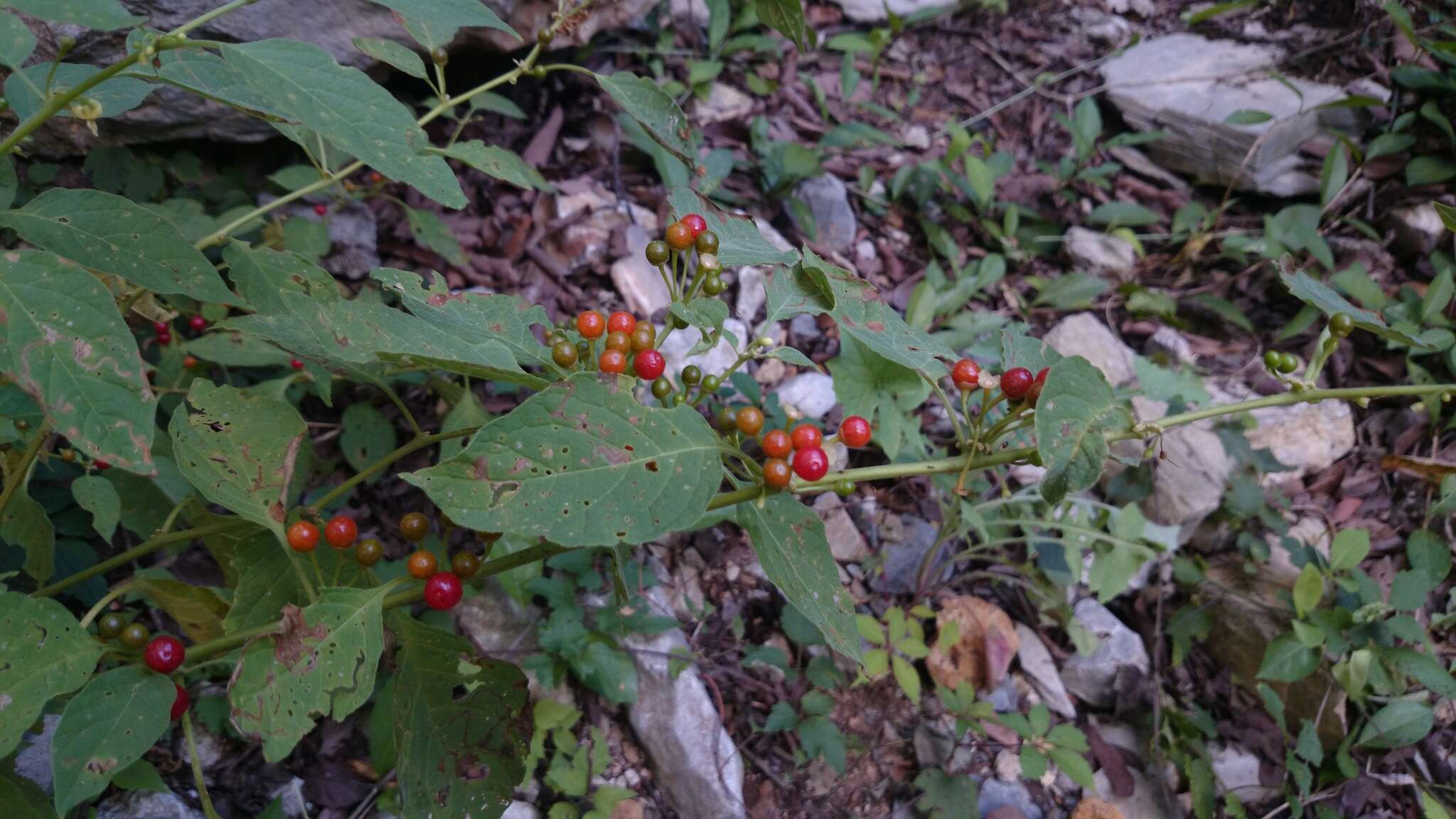 Witheringia mexicana (B. L. Robinson) A. T. Hunziker的圖片