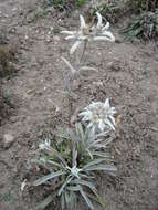 Image of edelweiss