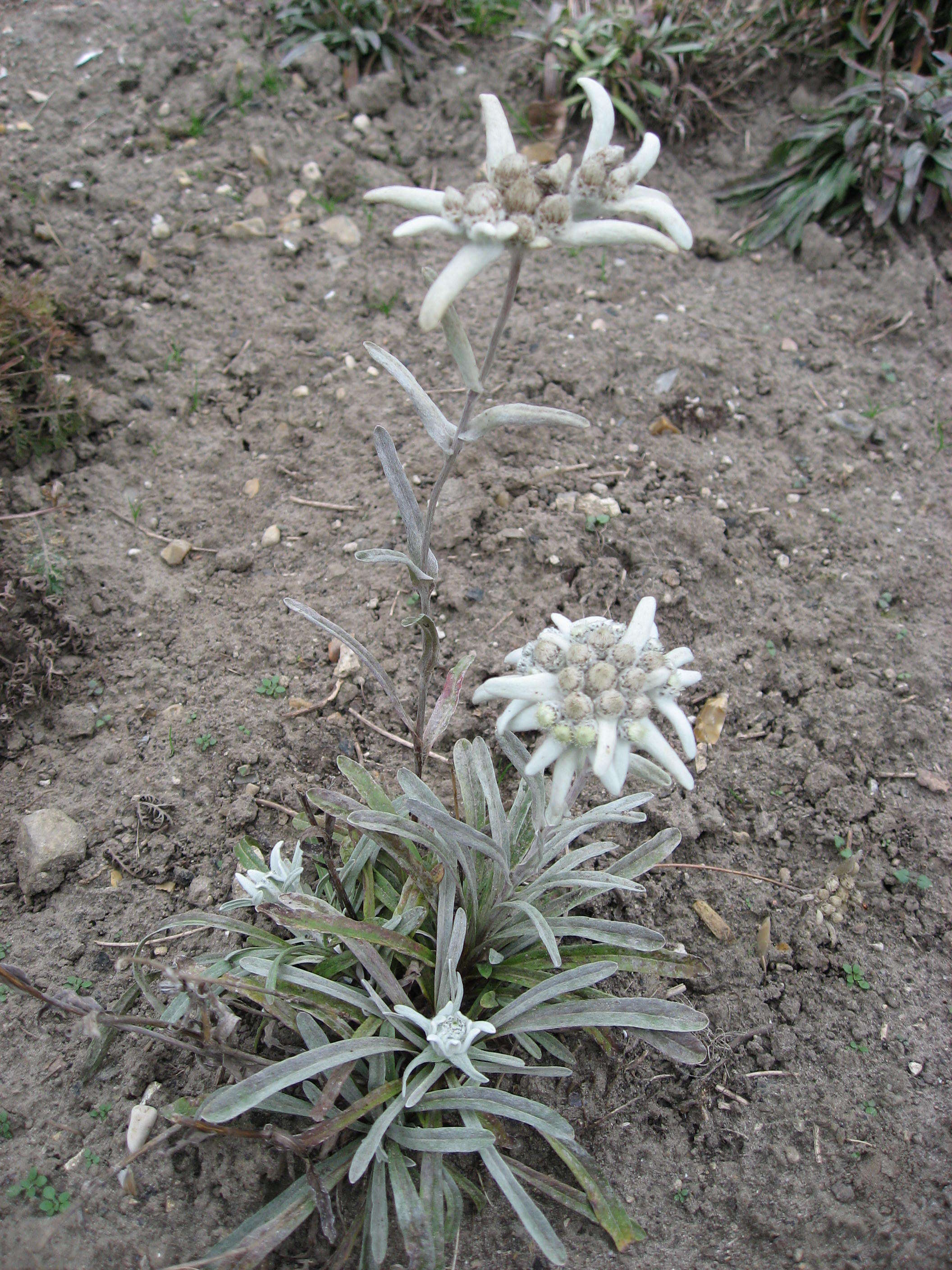 Image of edelweiss