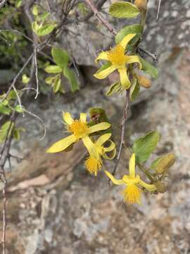 Image de Grewia hexamita Burret