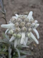 Image of edelweiss