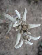 Image of edelweiss