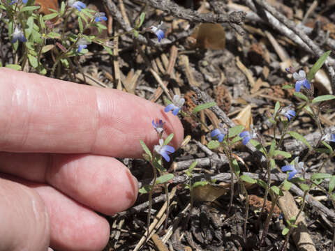 Image of Wright's blue eyed Mary