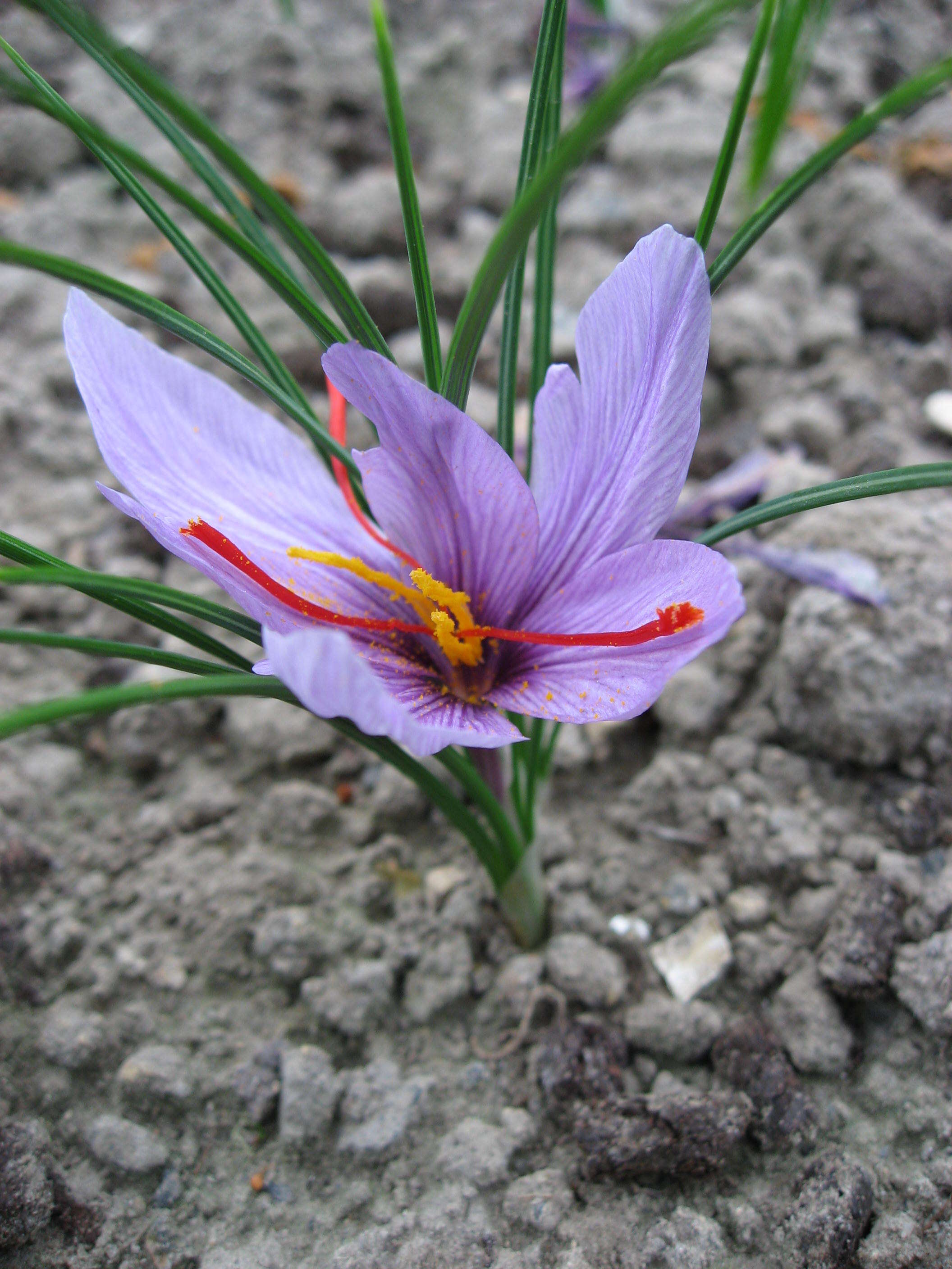 Image of autumn crocus