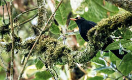 Image of Glossy-black Thrush