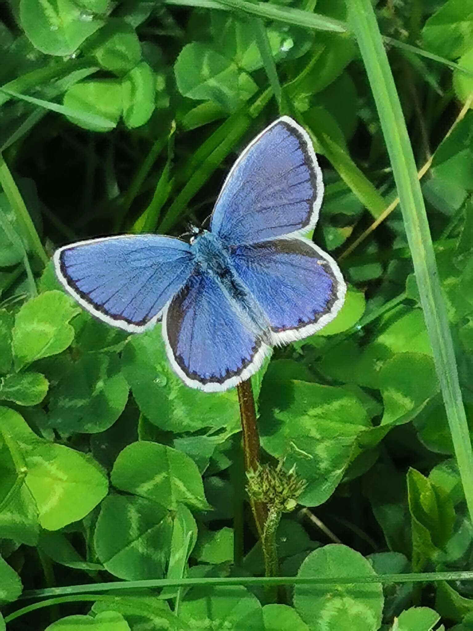 Image of Plebejus argyrognomon (Bergsträsser (1779))